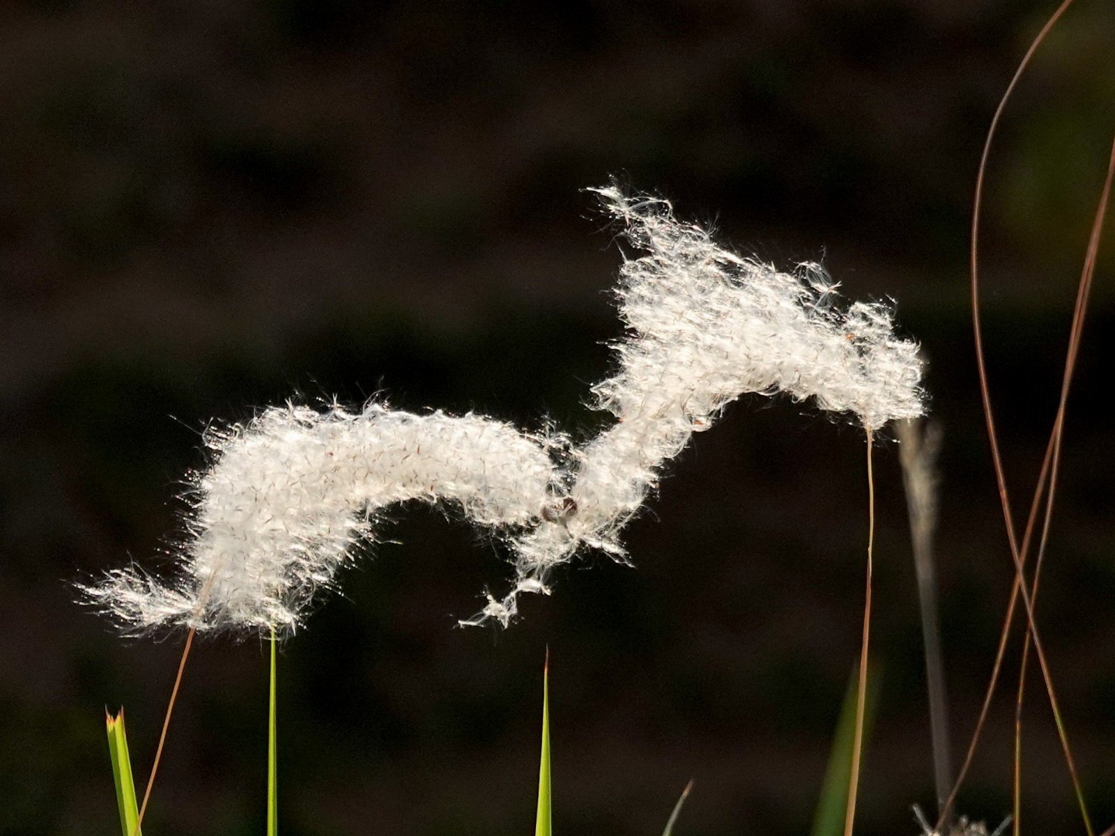 Cotton Wool Grass IIT Mandi May19 R16 00932