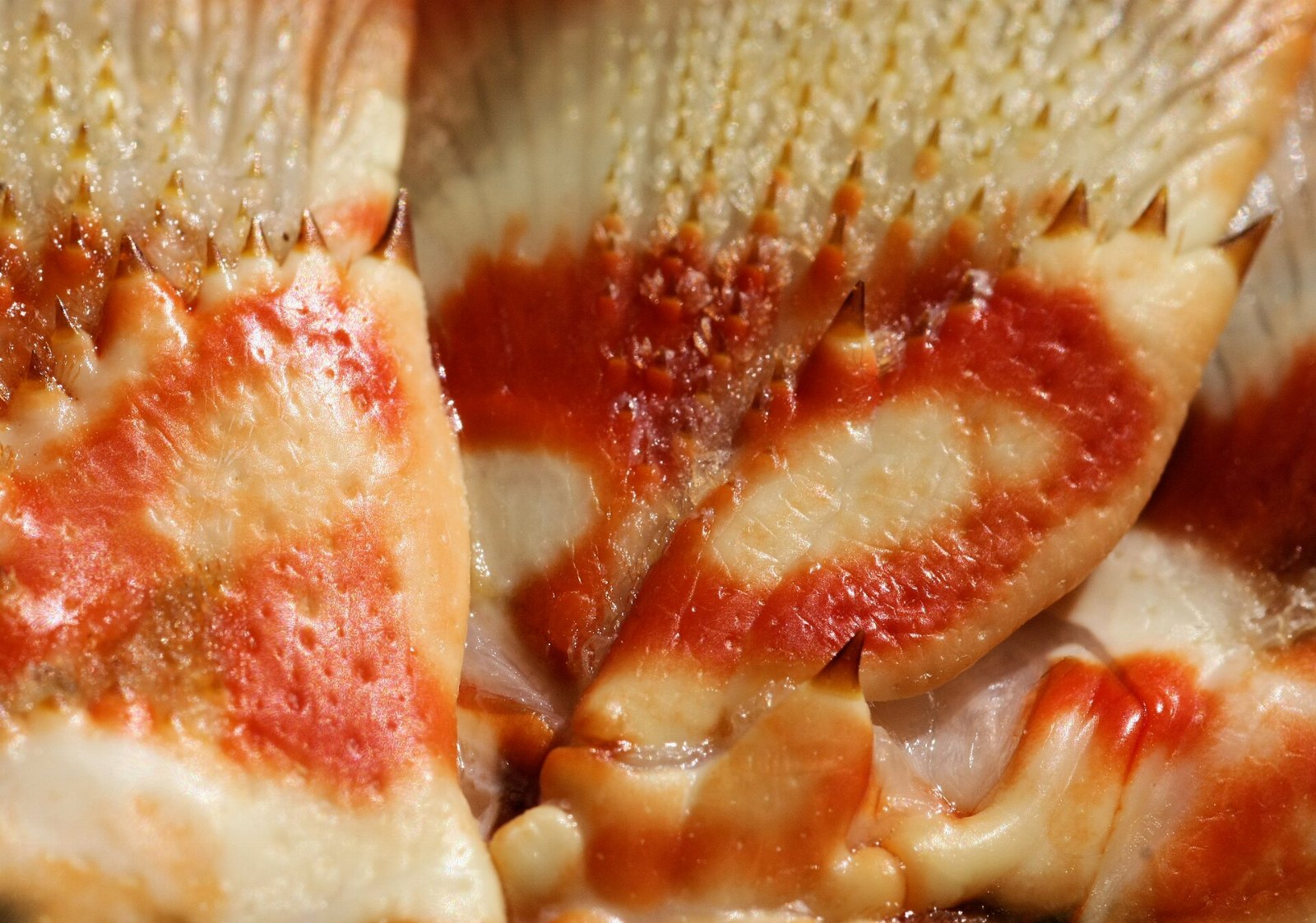 Rock Lobster Shell, Cooked 6387