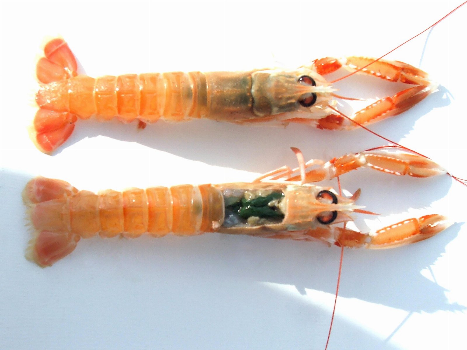 Langoustine (Nephrops norvegicus) (Ifremer 00710-82223)