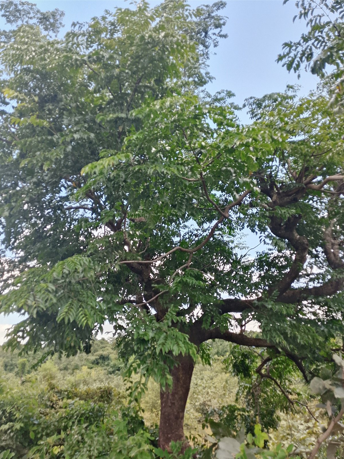 Ordeal tree(a̱kwon a̱sap) 01