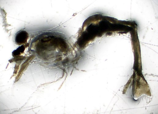 mysidans, opossum shrimp