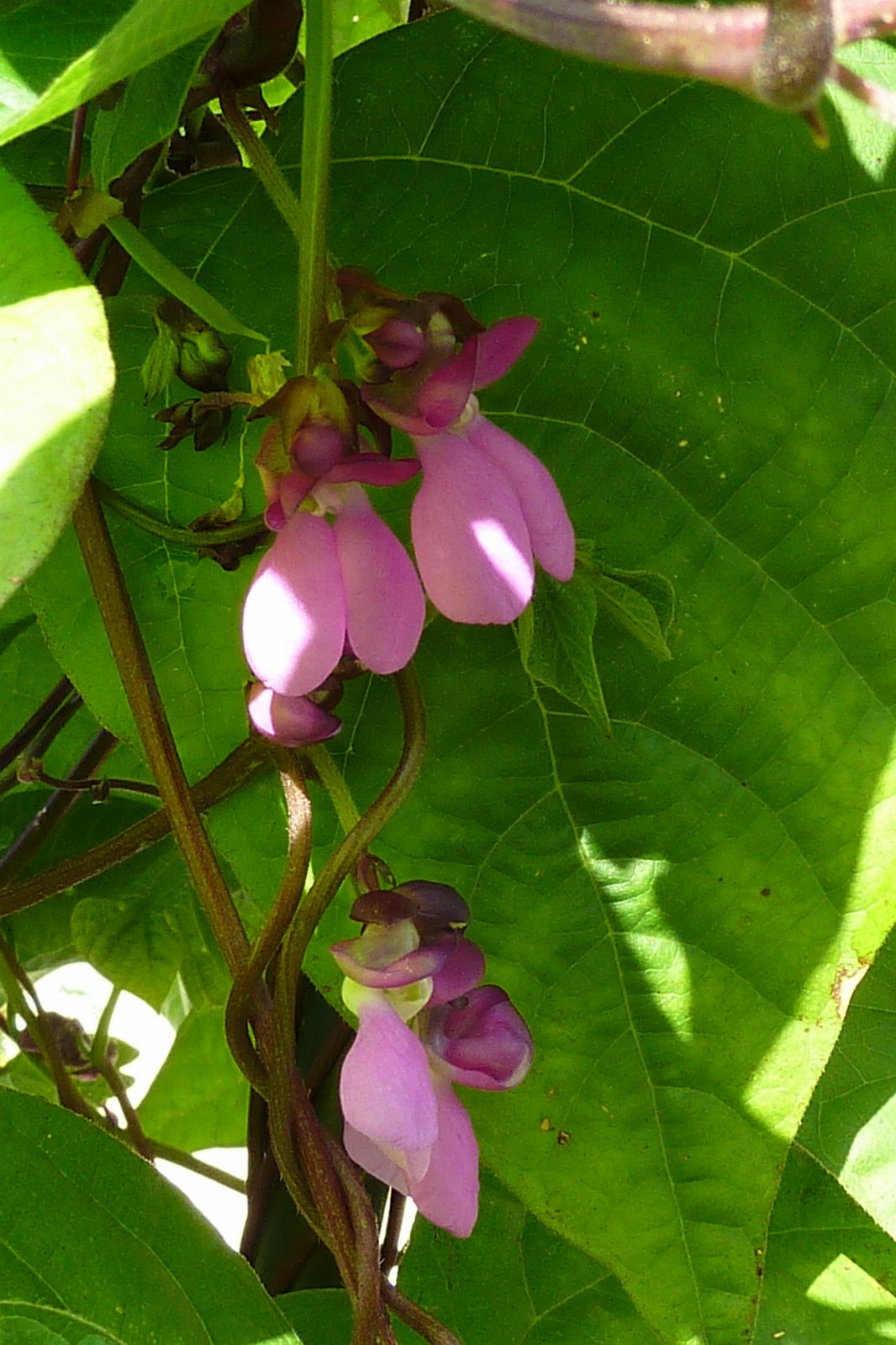 Common Bean, blossoms