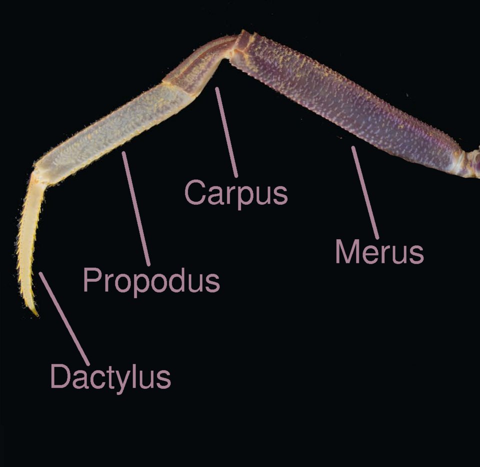 Crab leg diagram